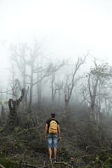 Hiker with backpack climbs through the destroyed forest on volcano after an ash eruption. Dead jungle with bare tree trunks and palm on the mountain is covered with clouds or fog. Mystical atmosphere.