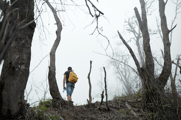 Hiker with backpack climbs through the destroyed forest on volcano after an ash eruption. Dead jungle with bare tree trunks and palm on the mountain is covered with clouds or fog. Mystical atmosphere.