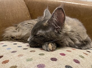 Sleeping cat in armchair