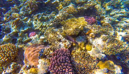 coral reef with inhabitants in Egypt Sahl Hasheesh for banner background