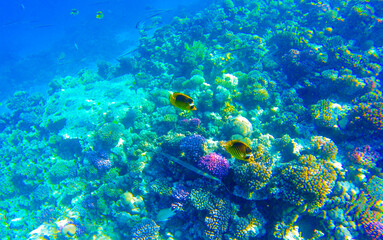 Fototapeta na wymiar coral reef with inhabitants in Egypt Sahl Hasheesh for banner background
