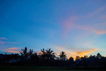 Silhouette of palm and tropical trees against the sunset.