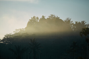 A palm grove with mountains in the background in the smoke at sunset on a tropical island.