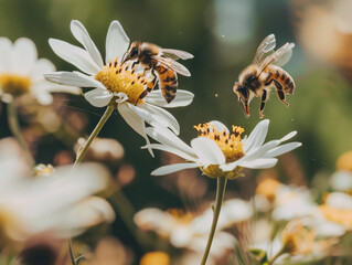 A macro shot of bees pollinating flowers in a community garden, highlighting the crucial role of pollinators in sustainable food production and ecosystem health
