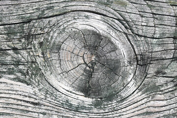 Wood knot background. Grunge wooden texture. Dry plank cracked pattern. Tree cross section. Closeup...