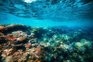 a Underwater coral reef on the red sea