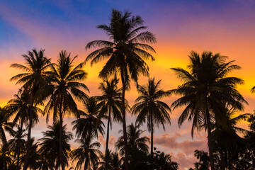 Obraz premium Silhouette palm at sunset