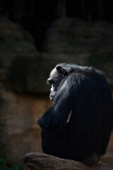 Chiaroscuro portrait of a common chimpanzee in an animal reserve. Endangered species. Pan troglodytes.