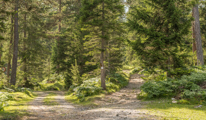 Fototapeta na wymiar Summer view of a dirt road in the Austrian Alps . Walking path between the pine trees in Imst, Austria during a sunny summer day. Blue sky. The road is going straigh ahead.