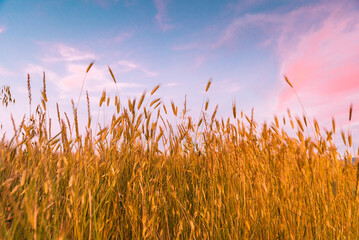 wheat field at sunset © IOANNIS