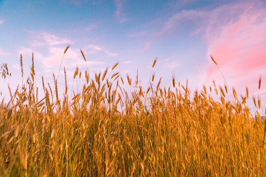 wheat field at sunset