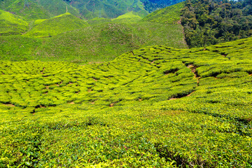 Beautiful Tea plantations - 749632724