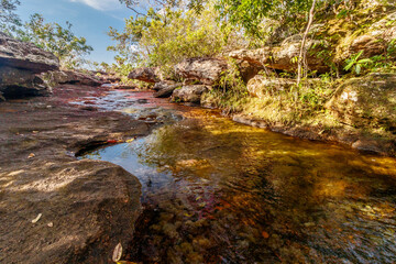 Rote Wasserpflanzen in den Cano Crystales, Kolumbien