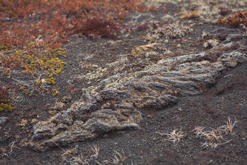 Iceland barren volcanic rock covered with lichens and musk. Close-up of gray stones of mountain rocks covered with moss. Mountains covered with a pattern of chips, cracks, vegetation and moss. 