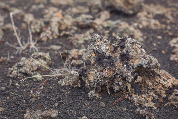 Iceland barren volcanic rock covered with lichens and musk. Close-up of gray stones of mountain rocks covered with moss. Mountains covered with a pattern of chips, cracks, vegetation and moss. 