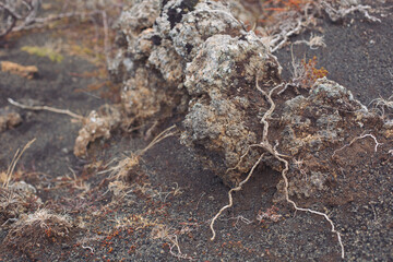 Iceland barren volcanic rock covered with lichens and musk. Close-up of gray stones of mountain rocks covered with moss. Mountains covered with a pattern of chips, cracks, vegetation and moss. 