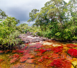 Rote Wasserpflanzen in den Cano Crystales, Kolumbien