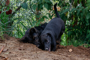 Zwei Straßenhunde