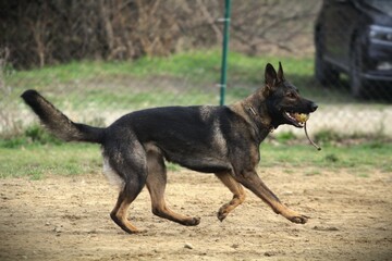 German Shepherd running in a park