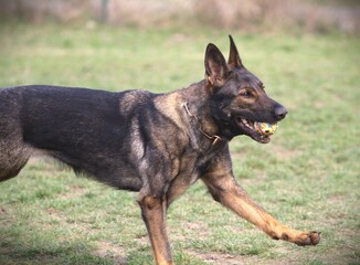 German Shepherd running in a park