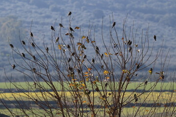 Árbol con pájaros posados en las ramas - obrazy, fototapety, plakaty