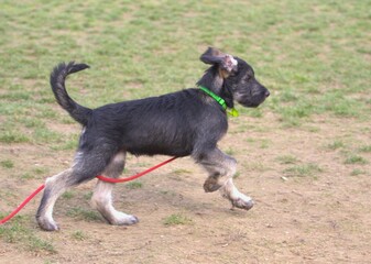 Cute Giant Schnauzer Pepper and Salt puppy