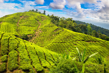 Beautiful Tea plantations