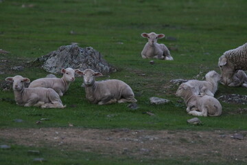 Ovejas sentadas en la hierva
