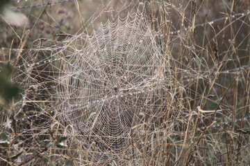 Tela de Araña