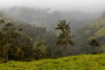 Tuinposter Palmen im Nebel im Tal von La Carbonera, Kolumbien © U.A.
