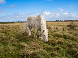 Obraz premium Wild white horse and brown in the field grazing. Camargue Horses standing in salt marshlands, Camargue in Lincolnshire UK. Different Breeds Of Horses In The Pasture.