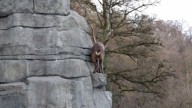 Capricorns fighting in the mountains, Alpine wildlife