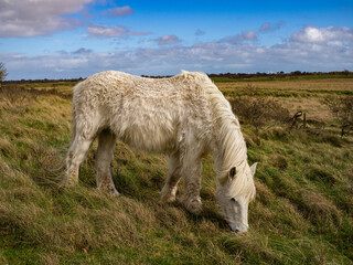 Wild white horse and brown in the field grazing. Camargue Horses standing in salt marshlands, Camargue in Lincolnshire UK. Different Breeds Of Horses In The Pasture.