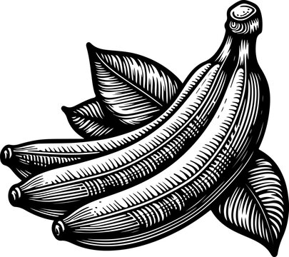 recommend clip art: Banana black outline vector illustration.