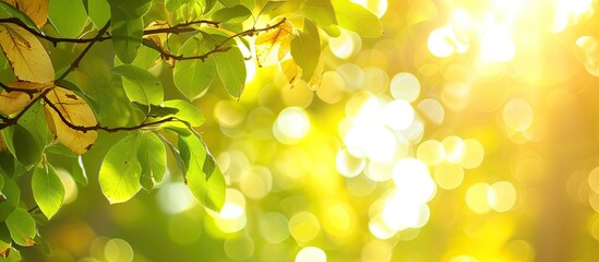 Sunlight filters through the vibrant green and yellow leaves of a tree, creating a beautiful bokeh effect in a sunny fall setting.