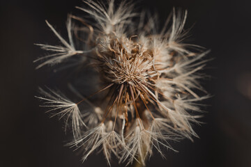 Close -up on a dandelion on a dark blurred background in warm film shades (selective focus)
