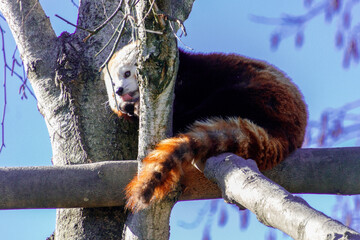 Roter Panda im Baum