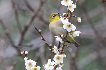Japanese White-eye that gather for a flower feast in early   spring