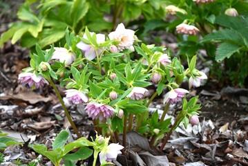 Christmas rose ( Helleborus ) flowers.Ranunculaceae flowers.