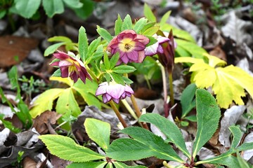 Obraz premium Christmas rose ( Helleborus ) flowers.Ranunculaceae flowers.