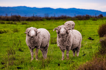 Sheep play a vital role in agriculture and food production worldwide. They are a valuable source of...