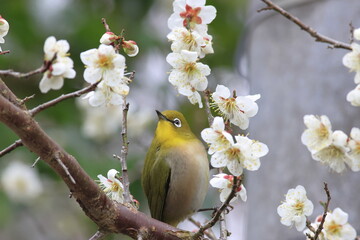 Japanese White-eye that gather for a flower feast in early   spring