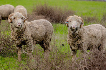 Naklejka premium Sheep are characterized by their fluffy coat of wool, which varies in color and texture depending on the breed. 