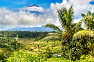 Fototapeta na wymiar Rice field and volcano Agung, Bali