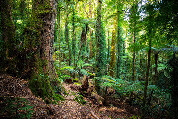 a path through gondwana rainforest - lamington national park, albert river circuit; tree ferns in dense jungle near birsbane and gold coast, australia