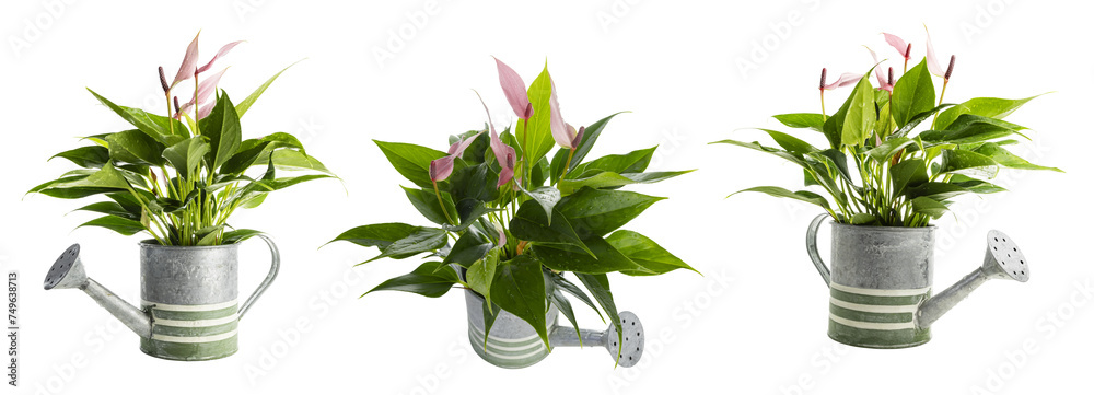 Poster set of little anthurium flowers in watering can isolated on transparent background.