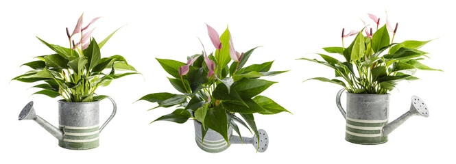 Set of little anthurium flowers in watering can isolated on transparent background.
