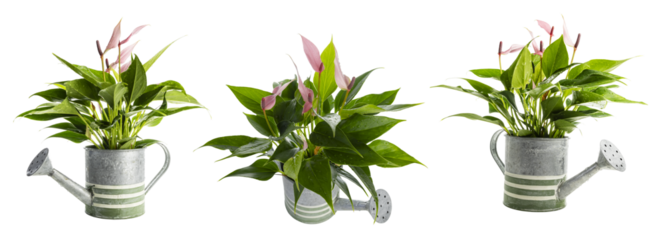 Set of little anthurium flowers in watering can isolated on transparent background.
