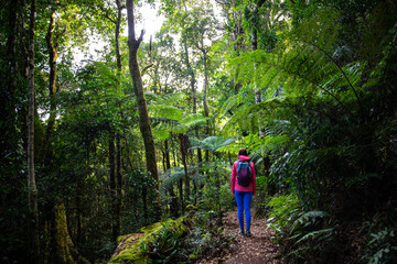 Obraz premium back view of backpacker in colorful clothes hiking through rainforest - albert river circuit in lamington national park, gondwana rainforest in queensland, australia