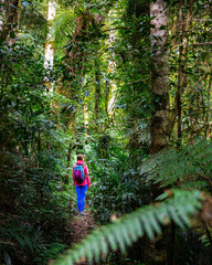 back view of backpacker in colorful clothes hiking through rainforest - albert river circuit in lamington national park, gondwana rainforest in queensland, australia